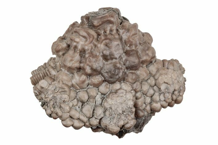Fossil Crinoid (Actinocrinites) - Crawfordsville, Indiana #215815
